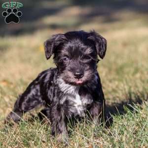 Piper, Miniature Schnauzer Puppy